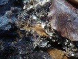 Tomentella punicea image