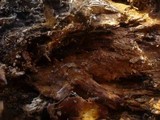 Tomentella punicea image