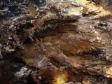Tomentella punicea image