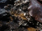 Tomentella punicea image