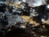 Tomentella punicea image