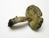 Leccinum insigne image