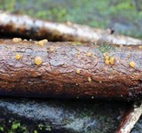 Dacrymyces lacrymalis image