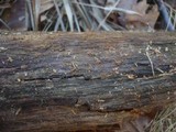 Tulasnella pallida image