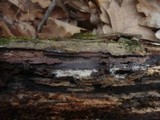 Tulasnella violea image