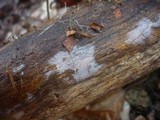 Tulasnella violea image