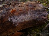 Tulasnella violea image