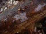 Tulasnella violea image