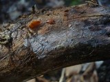 Tulasnella violea image