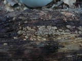 Xylobolus frustulatus image
