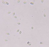 Neohygrophorus cokeri image