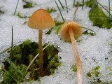 Galerina clavata image