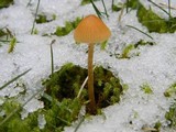 Galerina clavata image