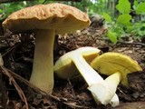 Xerocomus hortonii image