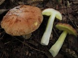 Xerocomus hortonii image