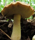Xerocomus hortonii image