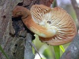 Flammulina velutipes var. lupinicola image