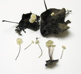 Marasmius epiphyllus image