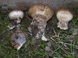 Scleroderma areolatum image