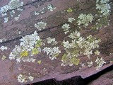 Phaeophyscia pusilloides image