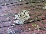 Phaeophyscia pusilloides image