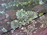Phaeophyscia pusilloides image