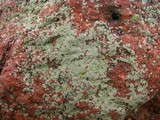Physcia subtilis image
