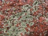 Physcia subtilis image