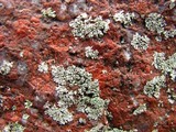 Physcia subtilis image