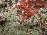 Physcia subtilis image