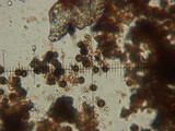 Scleroderma areolatum image