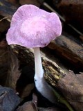 Gymnopus iocephalus image