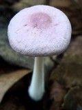 Gymnopus iocephalus image