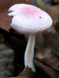 Gymnopus iocephalus image