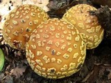 Amanita flavorubens image