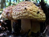 Amanita flavorubens image
