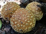 Amanita flavorubens image