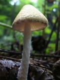Lepiota clypeolaria image