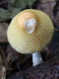 Lepiota clypeolaria image