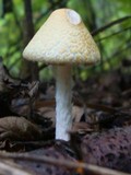 Lepiota clypeolaria image