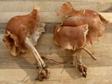 Gymnopus luxurians image