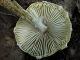 Lepiota clypeolaria image