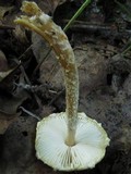 Lepiota clypeolaria image