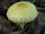 Lepiota clypeolaria image
