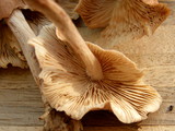 Gymnopus luxurians image