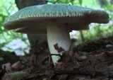 Russula parvovirescens image
