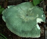 Russula parvovirescens image