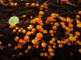 Xeromphalina kauffmanii image