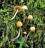 Galerina clavata image