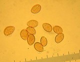 Galerina clavata image